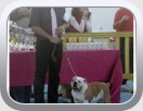 V CONCURSO NACIONAL CANINO DE SAN VICENTE