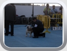 V CONCURSO NACIONAL CANINO DE SAN VICENTE