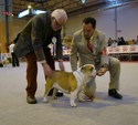 newbulldogofyear2009